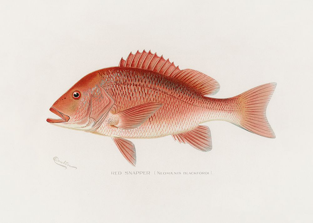 Red Snapper art print by Pictufy for $57.95 CAD