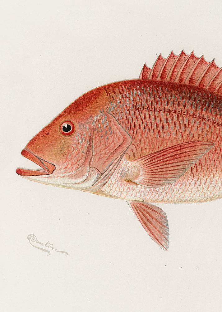 Red Snapper art print by Pictufy for $57.95 CAD