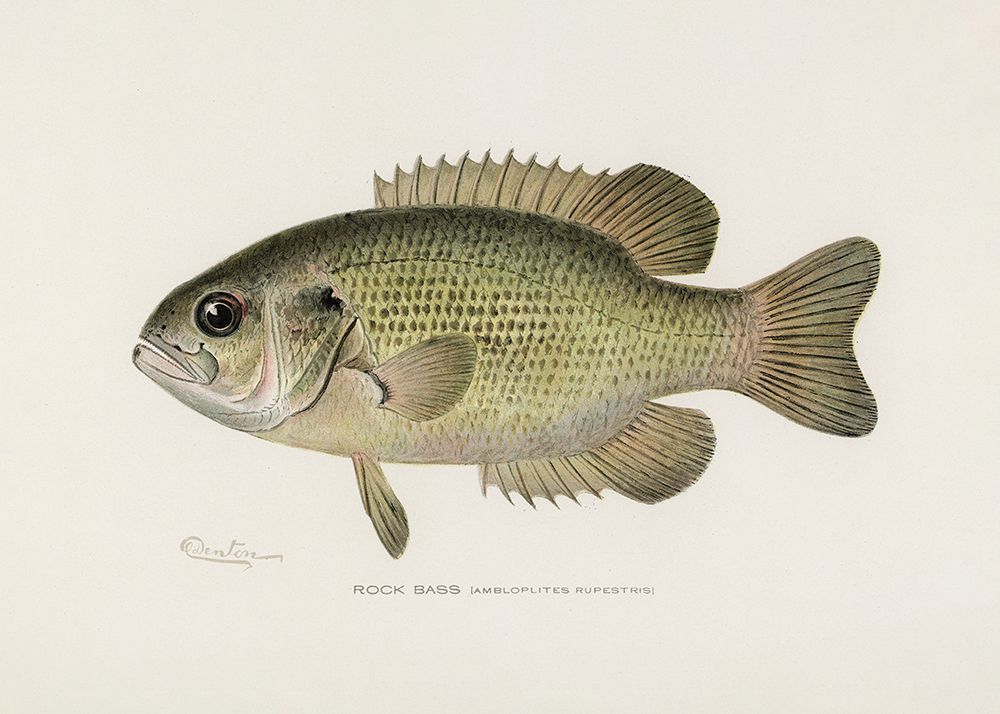 Rock Bass (Ambloplites Rupestris) By Sherman F. Denton (1856 1937) art print by Pictufy for $57.95 CAD