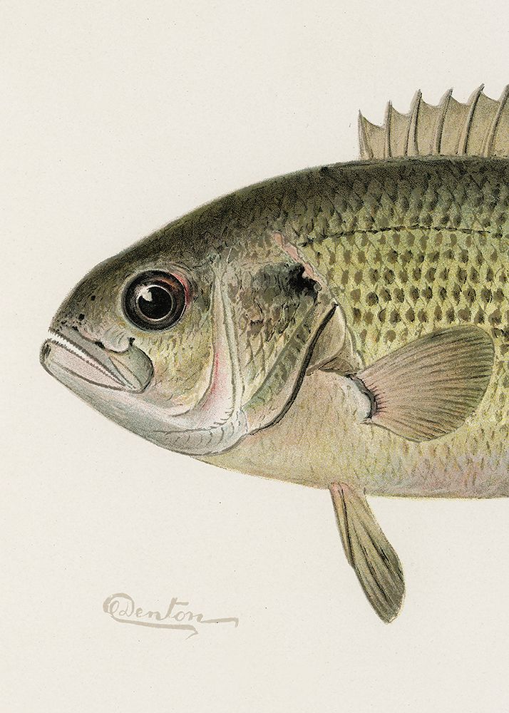 Rock Bass Crop art print by Pictufy for $57.95 CAD