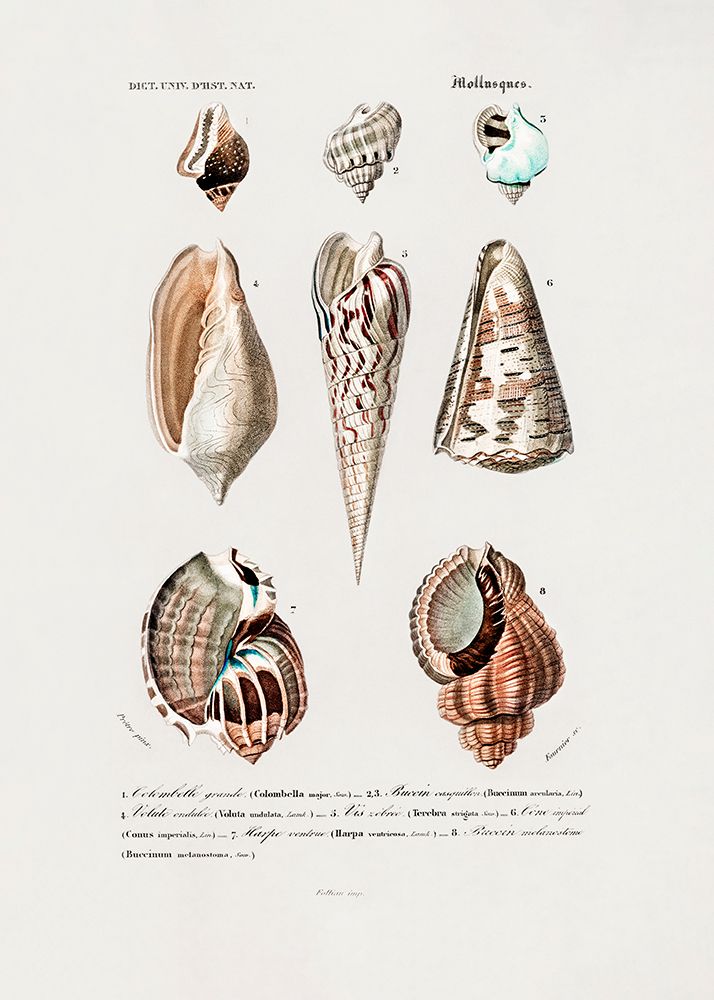 Sealife I art print by Pictufy for $57.95 CAD