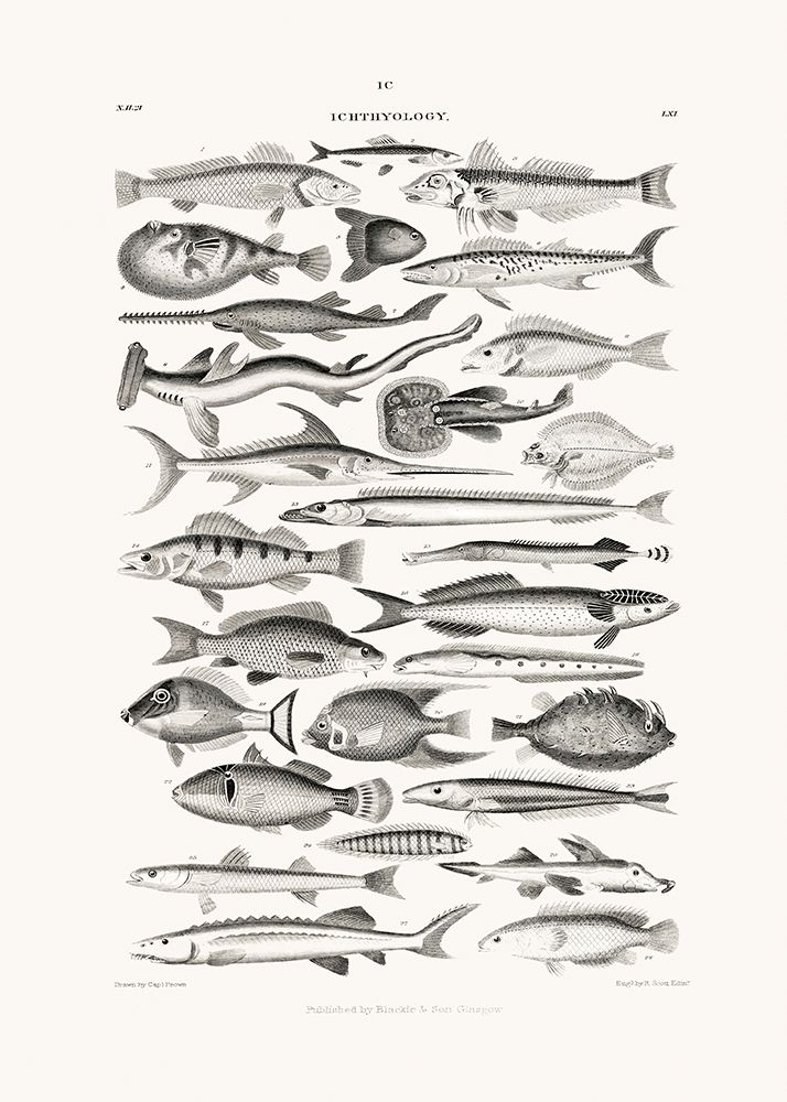 Sealife I art print by Pictufy for $57.95 CAD