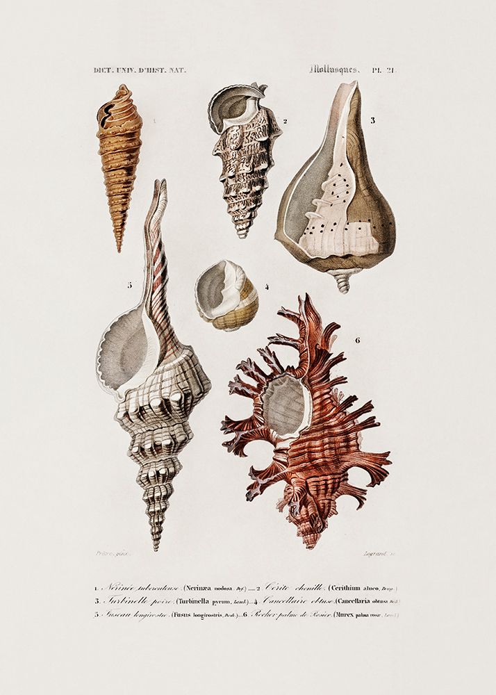 Sealife Ii art print by Pictufy for $57.95 CAD