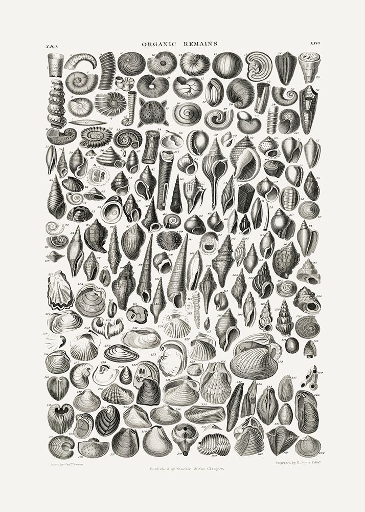 Sealife Ii art print by Pictufy for $57.95 CAD
