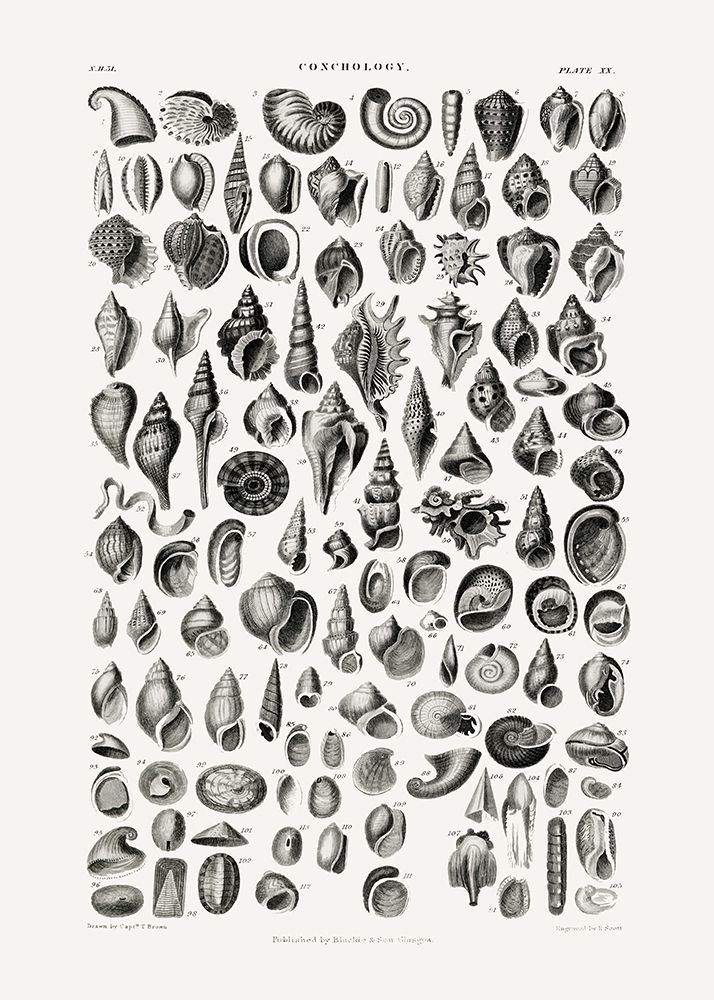 Sealife Iii art print by Pictufy for $57.95 CAD