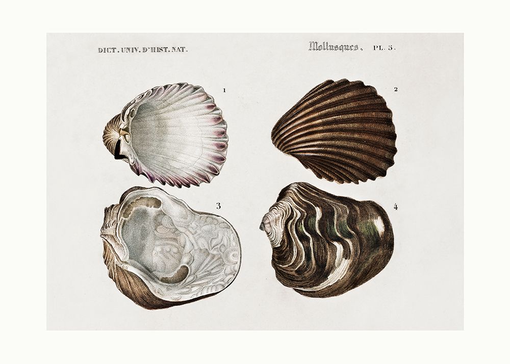 Sealife Iii art print by Pictufy for $57.95 CAD