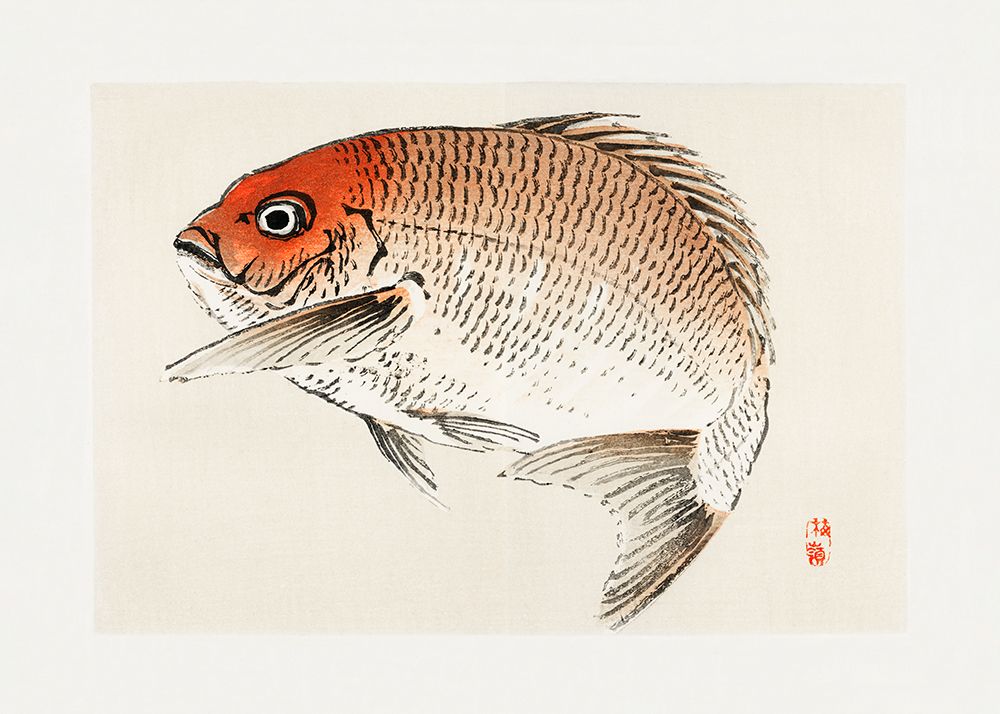 Tai (Red Seabream) Fish art print by Pictufy for $57.95 CAD