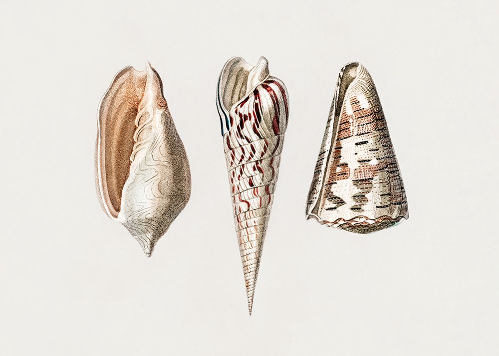 Three Mollusks Crop art print by Pictufy for $57.95 CAD