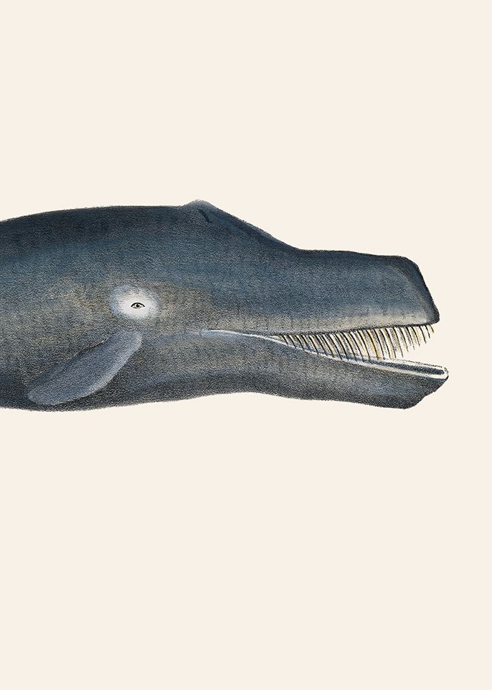 Whale I Tight Crop Handcolored Sealife Lithograph 1824 art print by Pictufy for $57.95 CAD