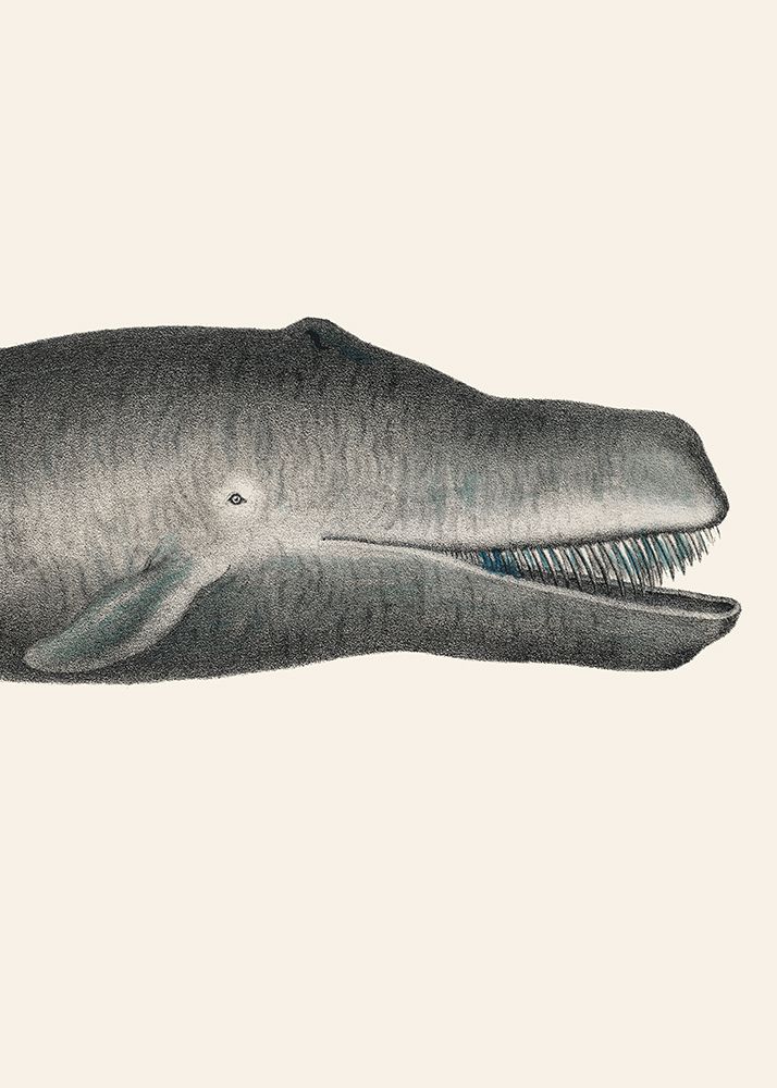 Whale Ii Tight Crop Handcolored Sealife Lithograph 1824 art print by Pictufy for $57.95 CAD