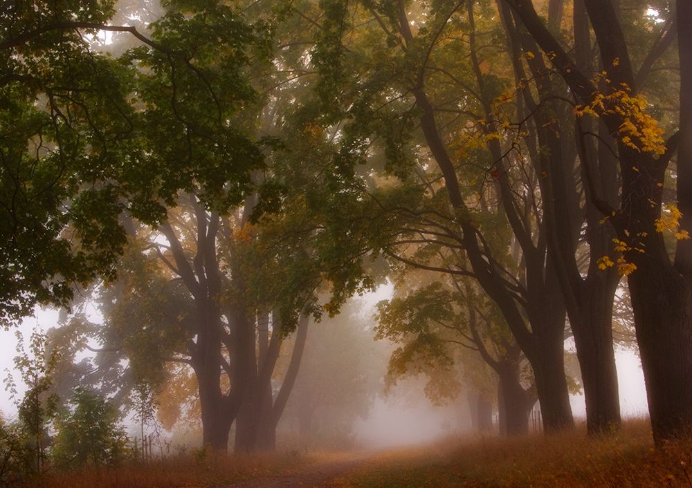 Autumn art print by Przemyslaw Kruk for $57.95 CAD