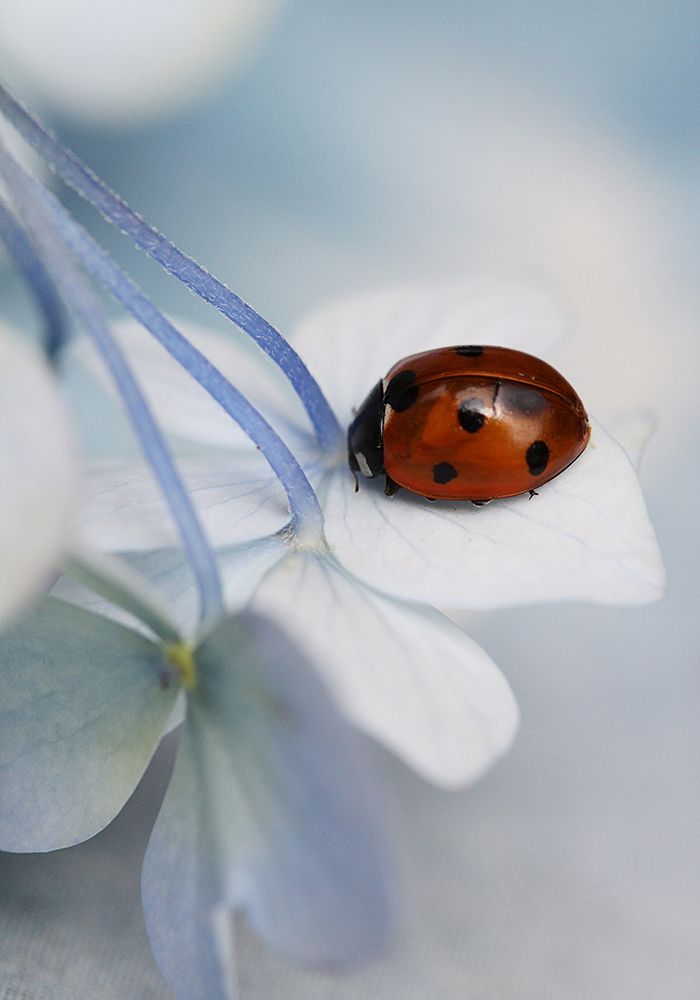 Ladybug art print by Ellen van Deelen for $57.95 CAD