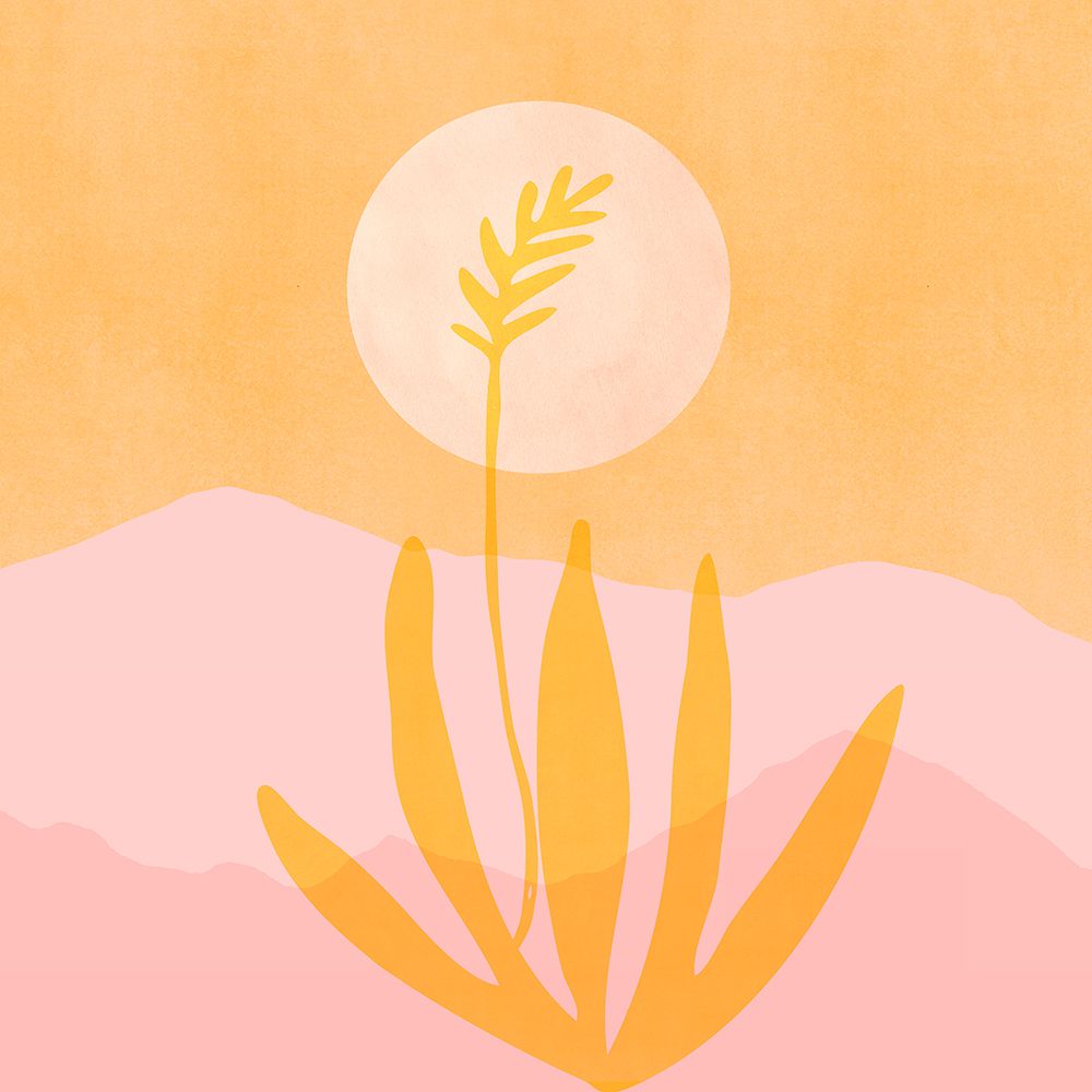 Golden Agave Sunset Sq art print by Kristian Gallagher for $57.95 CAD