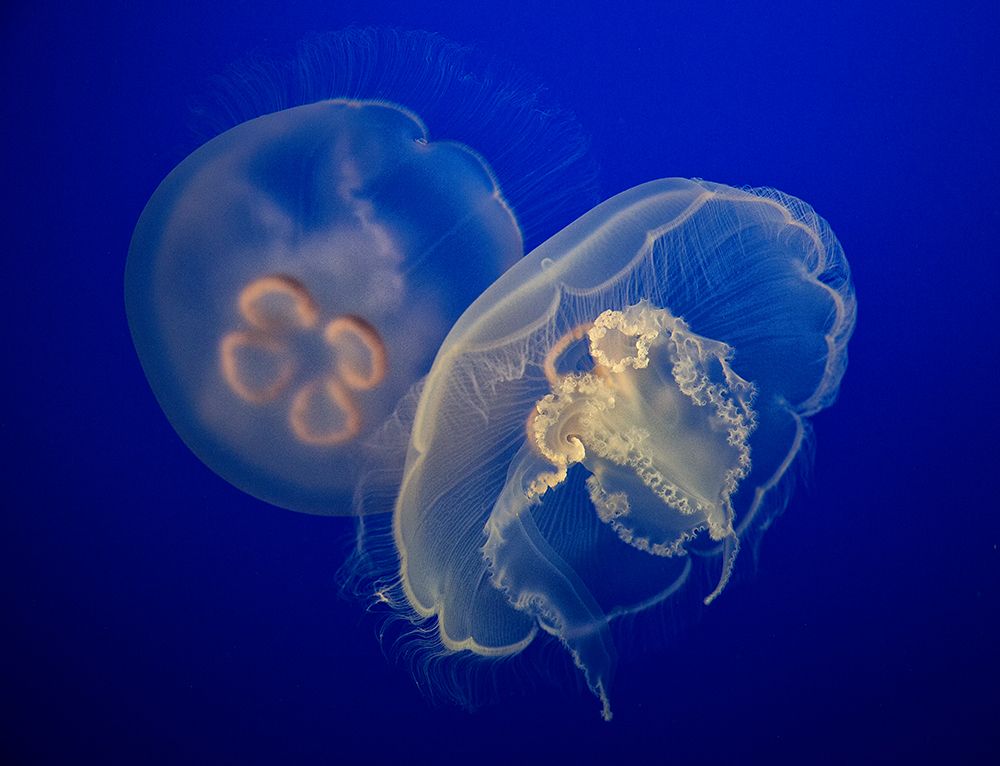Moon Jelly art print by C.S. Tjandra for $57.95 CAD