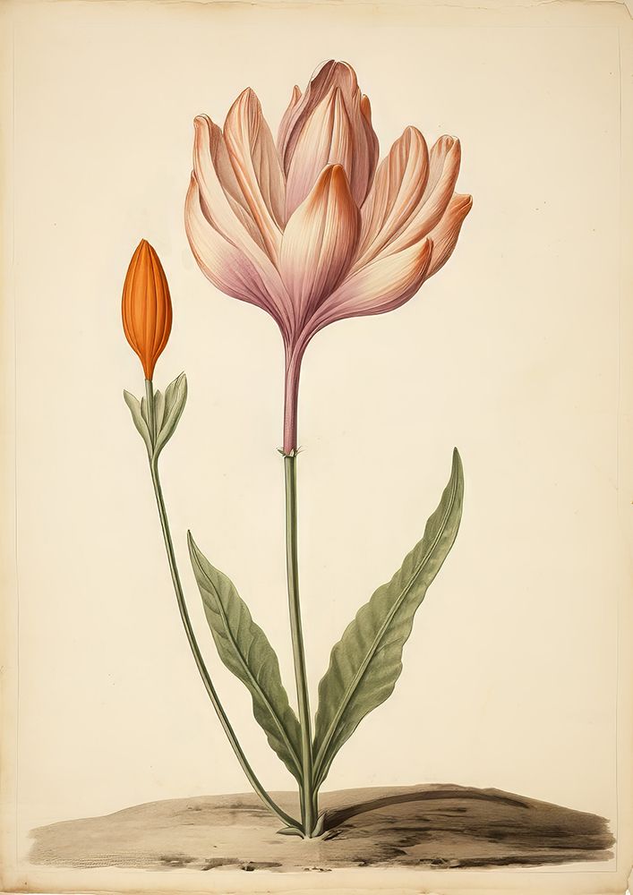 Vintage Flower art print by Bilge Paksoylu for $57.95 CAD