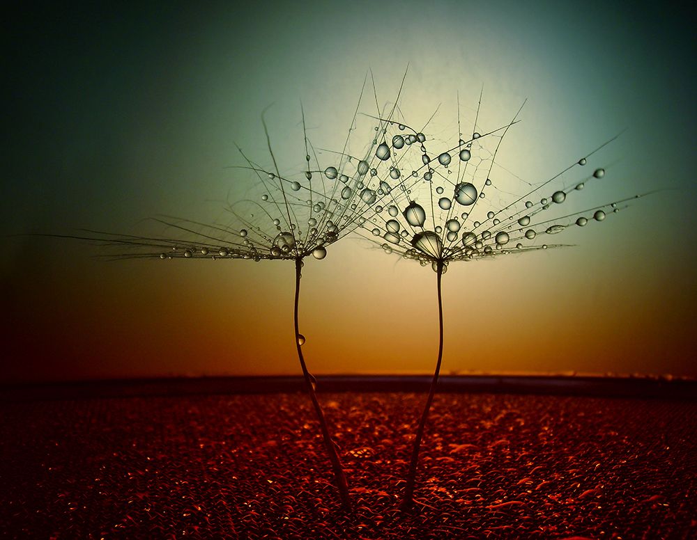 Fire And Water art print by Dimitar Lazarov for $57.95 CAD