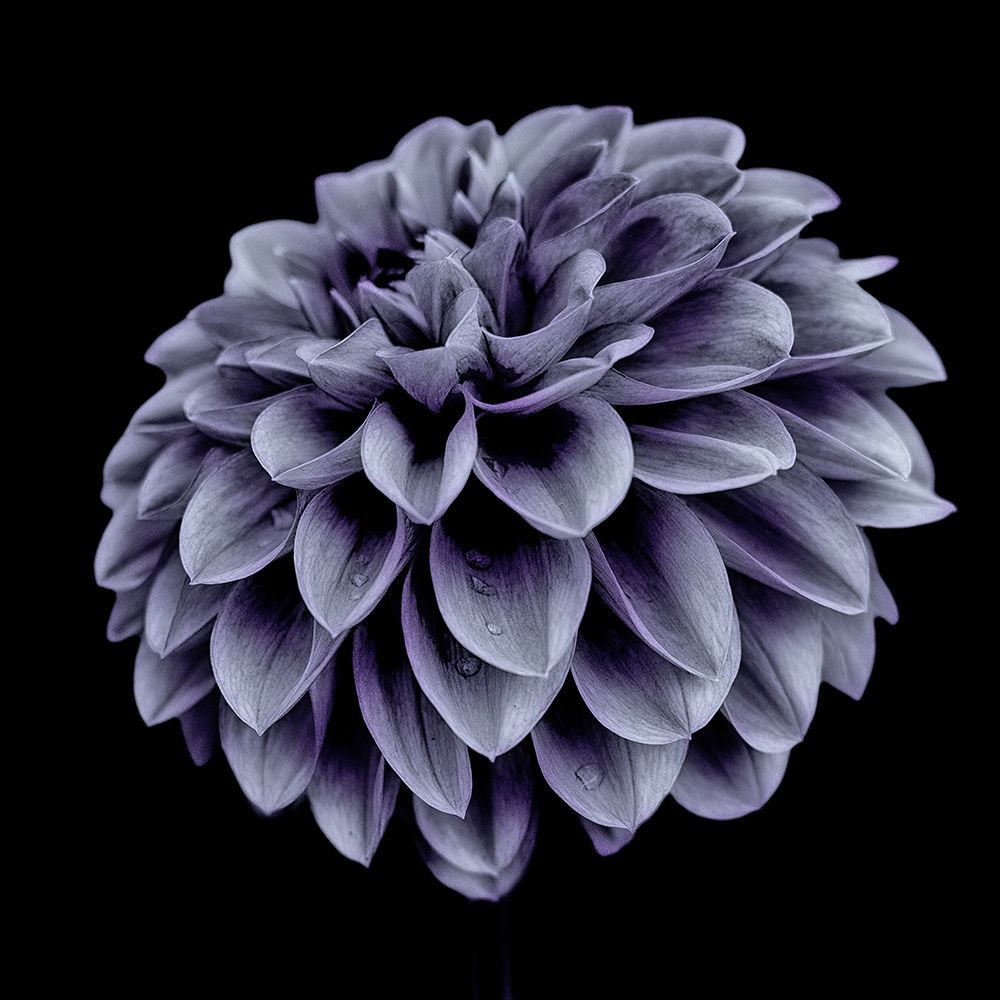 Dahlia blue art print by Frank Ulrich Gandenberger for $57.95 CAD