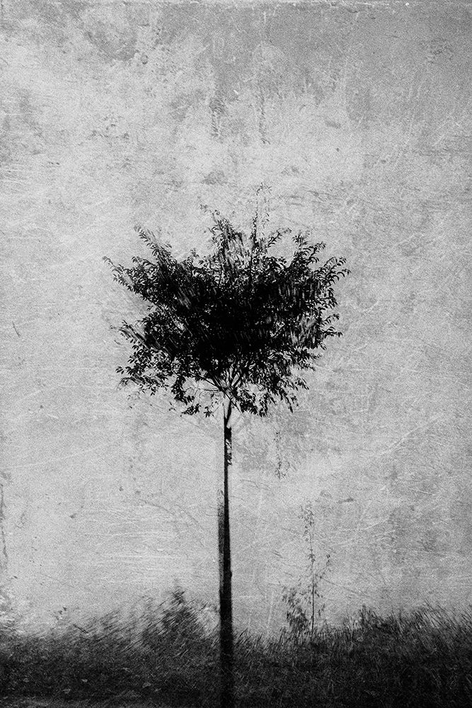 Tree in black and white art print by Imaginative for $57.95 CAD