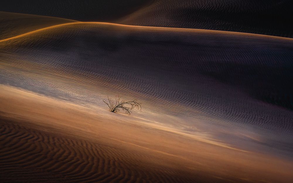 The Lone Plant in the Desert art print by Catherine Lu for $57.95 CAD
