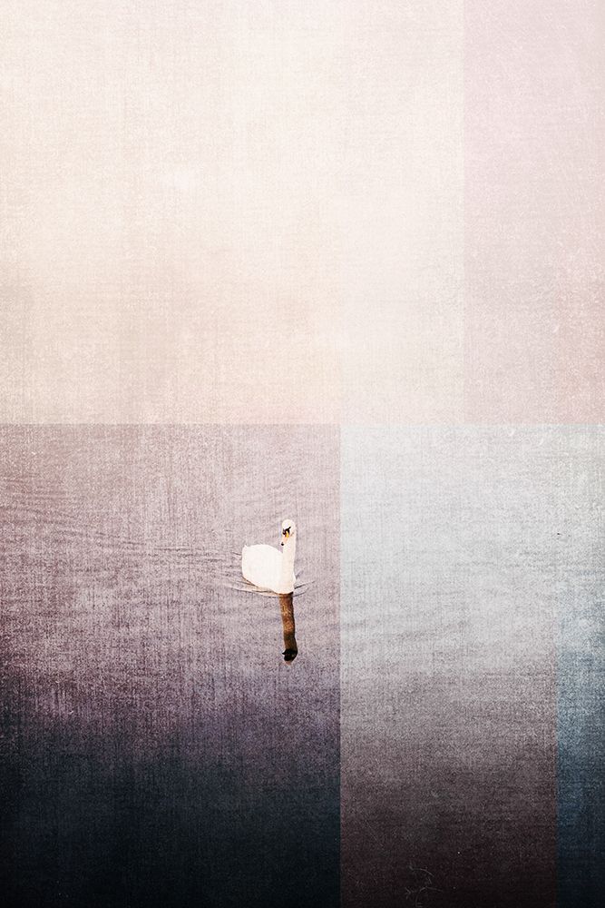 Swan in water art print by Imaginative for $57.95 CAD