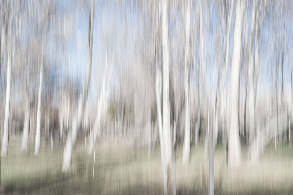 Moving birch trees art print by Imaginative for $57.95 CAD