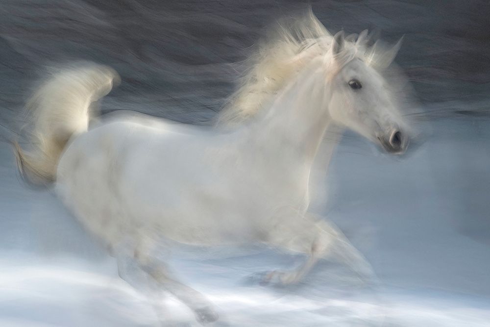 Lipizzaner art print by Milan Malovrh for $57.95 CAD