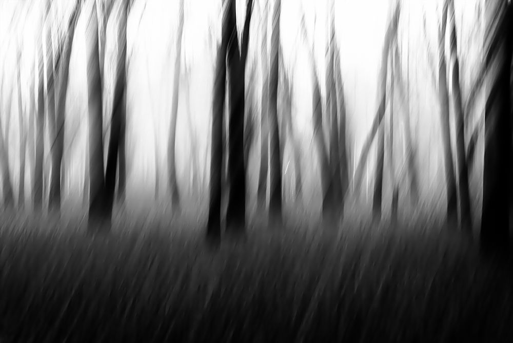 Dancing trees in the fog art print by Imaginative for $57.95 CAD