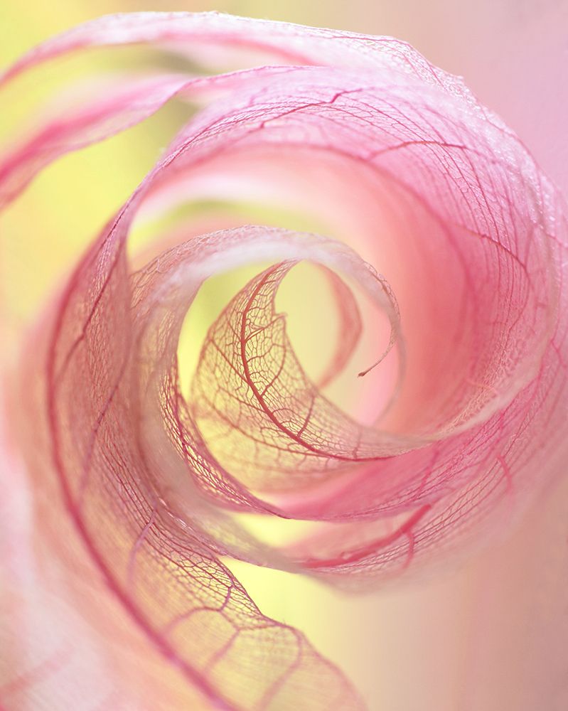 Sweet art print by Shihya Kowatari for $57.95 CAD