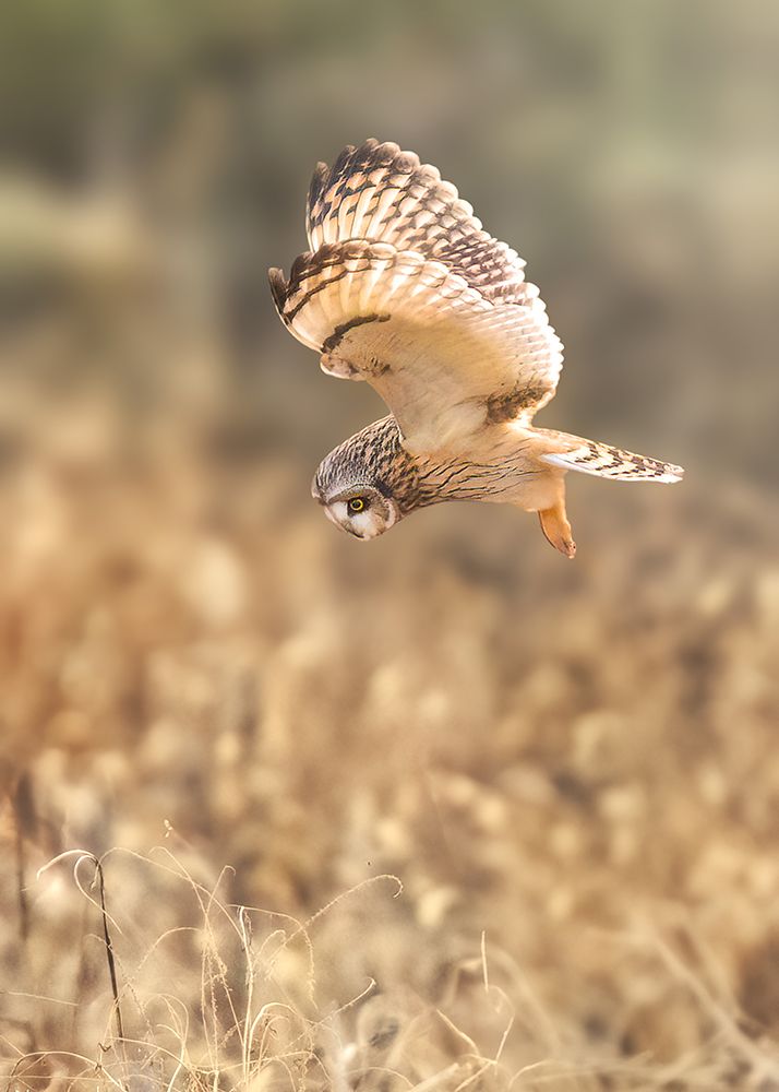 Short eared Owl art print by Robert Zhang for $57.95 CAD