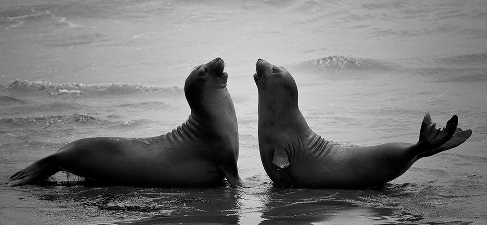 Dating art print by C.S. Tjandra for $57.95 CAD