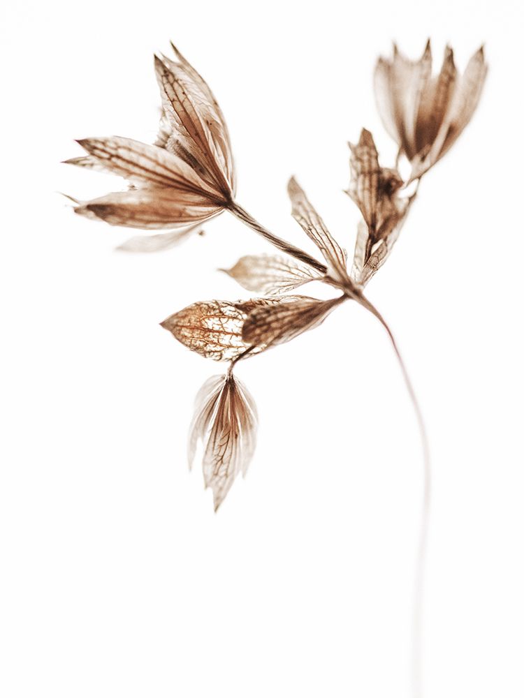 Golden Beauty I art print by Magda Izzard for $57.95 CAD