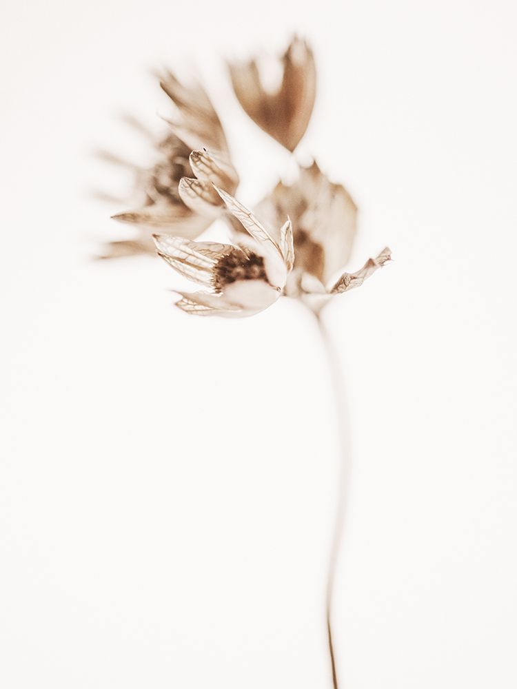 Golden Beauty Ii art print by Magda Izzard for $57.95 CAD