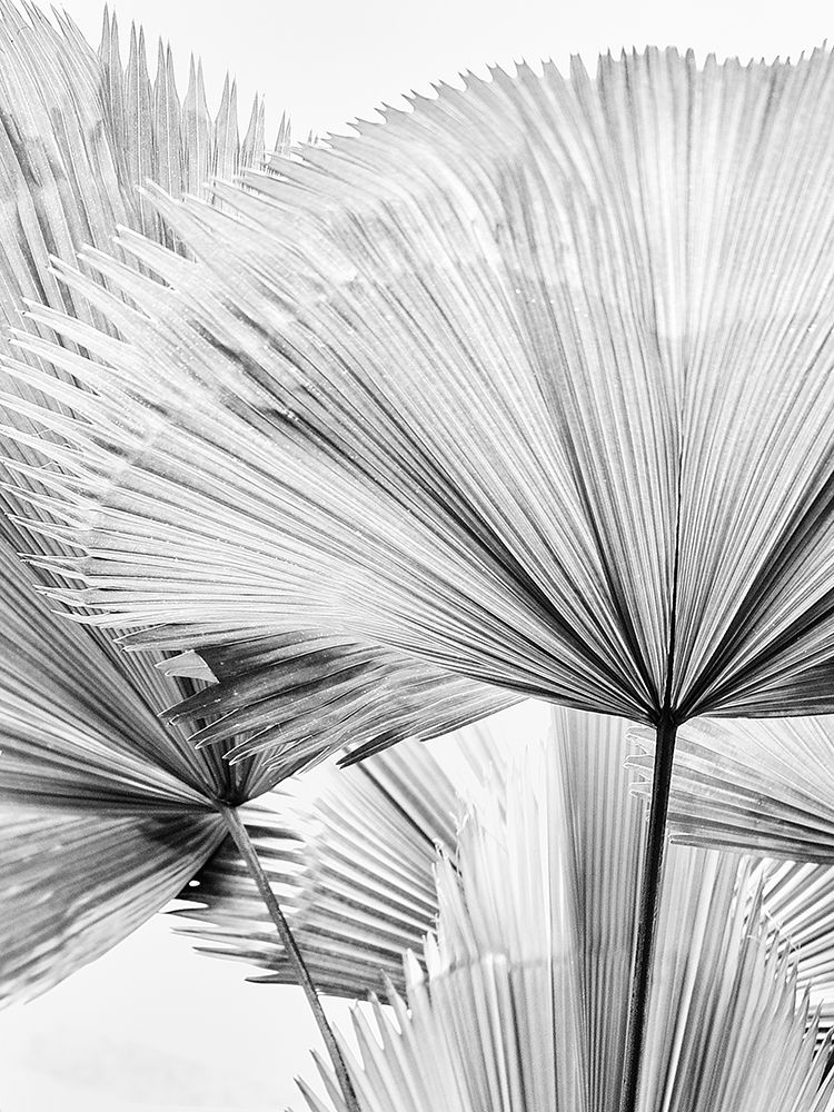 Leaf Ii art print by Magda Izzard for $57.95 CAD