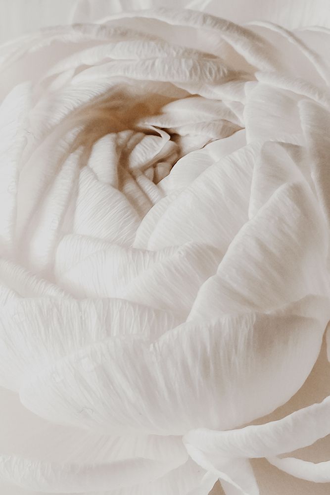 Silk Flower art print by Magda Izzard for $57.95 CAD