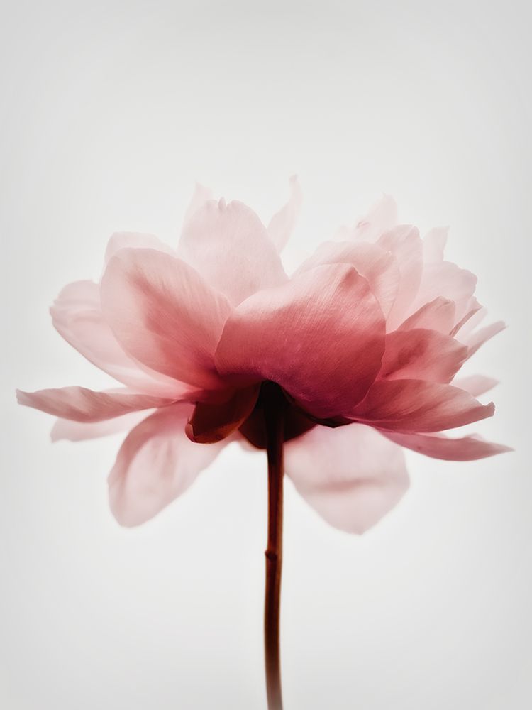 Le Fleur art print by Magda Izzard for $57.95 CAD