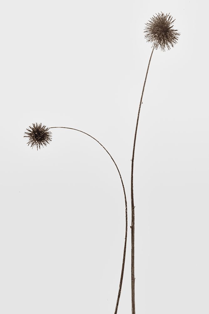 Botany art print by Magda Izzard for $57.95 CAD