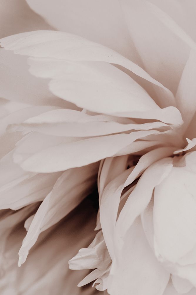 Classic Beauty art print by Magda Izzard for $57.95 CAD