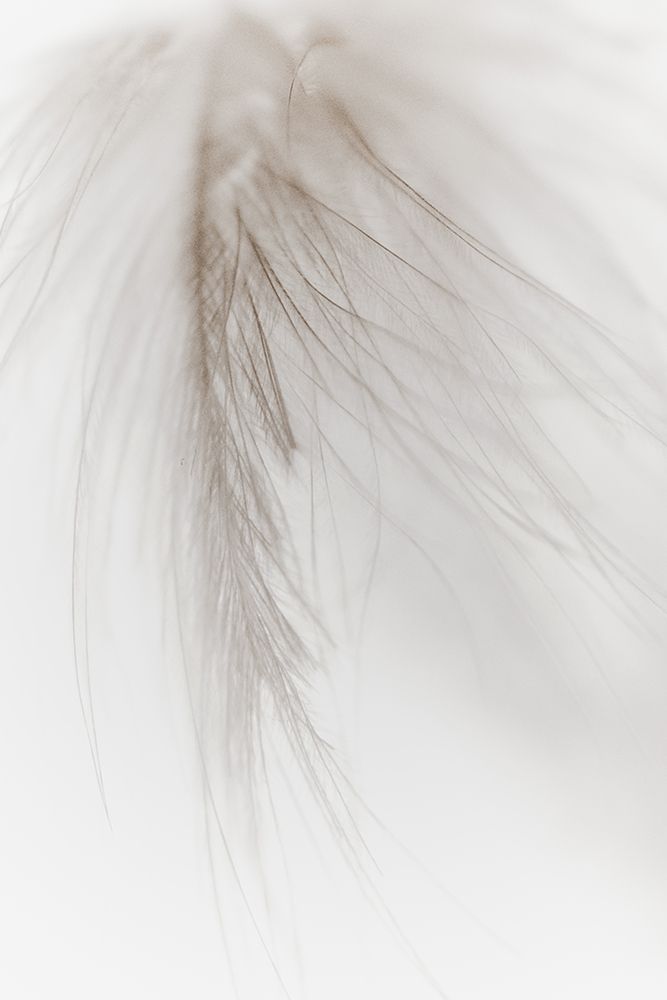 White Feather I art print by Magda Izzard for $57.95 CAD