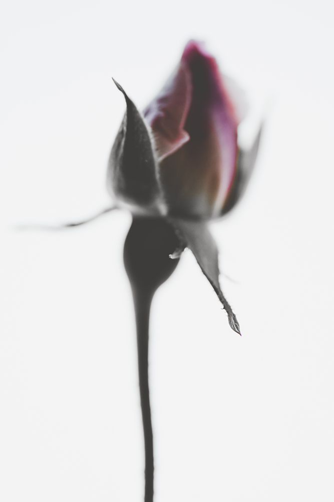 Elegant Rose I art print by Magda Izzard for $57.95 CAD