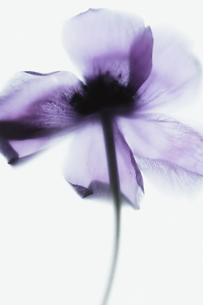 Purple Poppy art print by Magda Izzard for $57.95 CAD