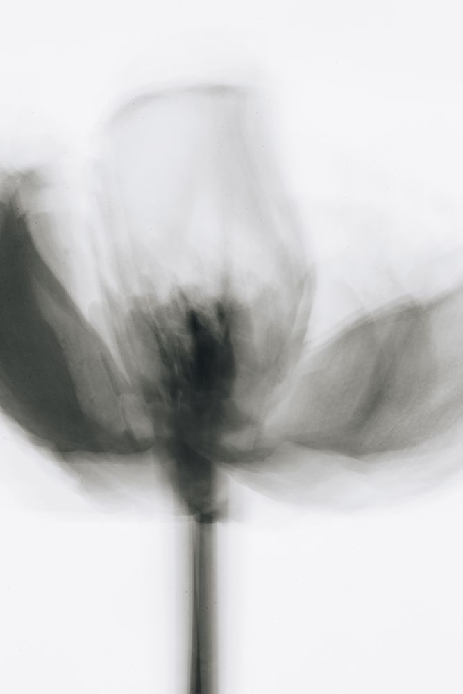 Mono Poppy art print by Magda Izzard for $57.95 CAD