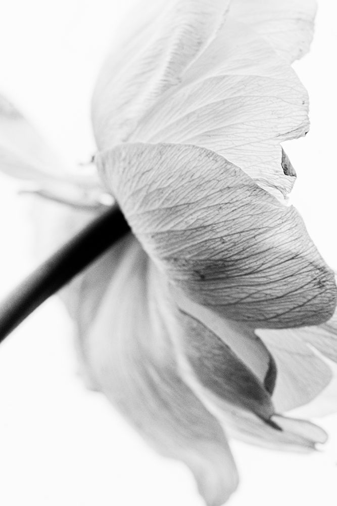 48 art print by Magda Izzard for $57.95 CAD