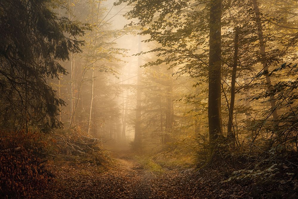 Autumnal Woodland art print by Norbert Maier for $57.95 CAD