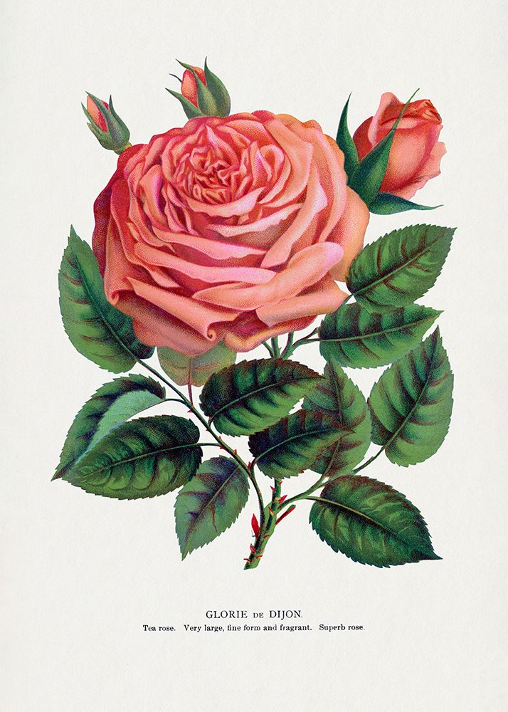 Pink Rose art print by Botanical Specimen Rochester for $57.95 CAD