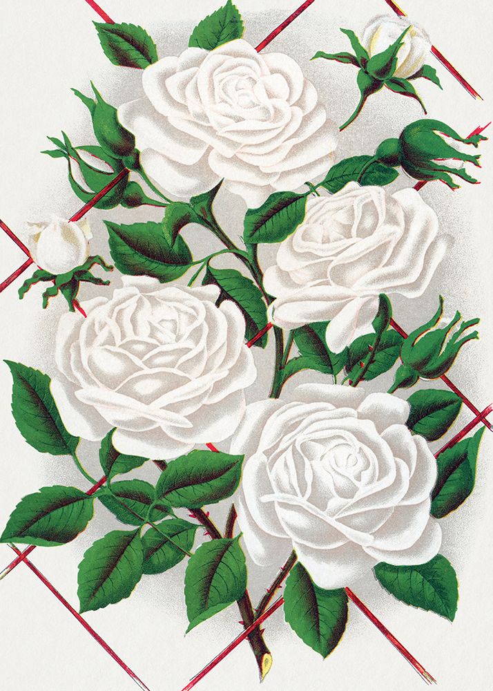 White Rose art print by Botanical Specimen Rochester for $57.95 CAD