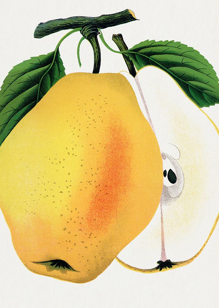 Kiefer's Hybrid Pear Lithograph art print by Botanical Specimen Rochester for $57.95 CAD