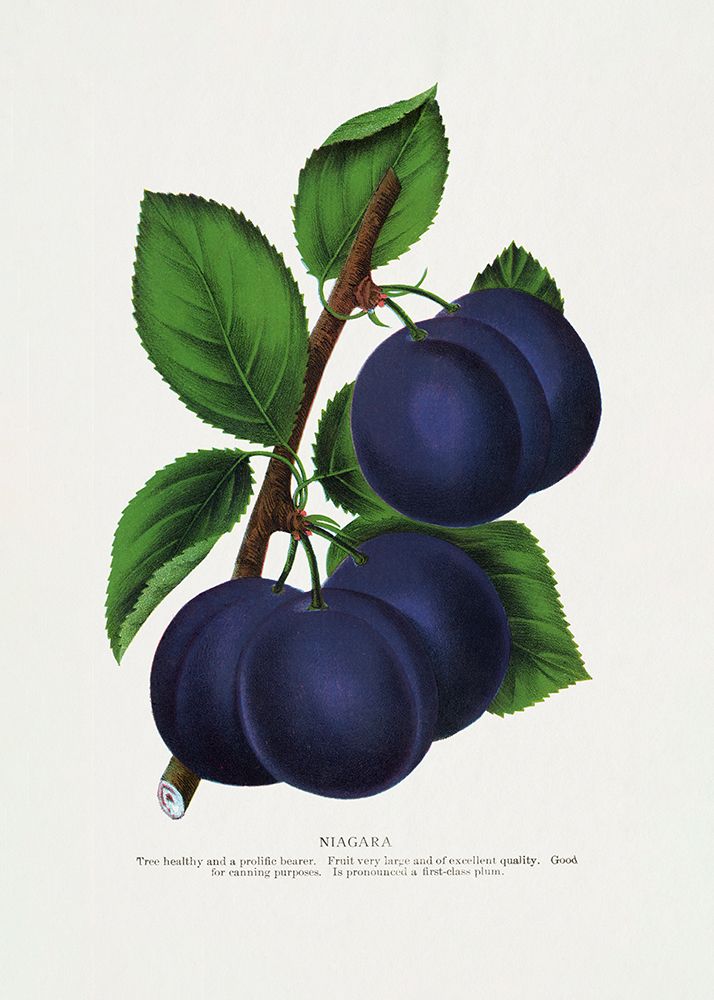 Niagara Plum Lithograph art print by Botanical Specimen Rochester for $57.95 CAD