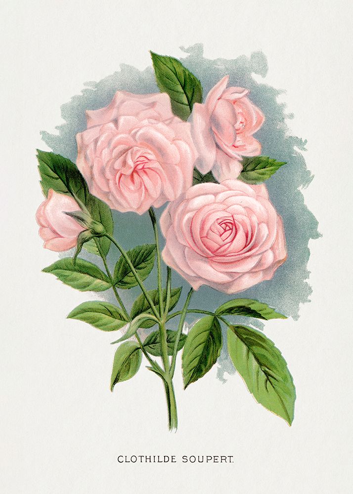 Pink Rose art print by Botanical Specimen Rochester for $57.95 CAD