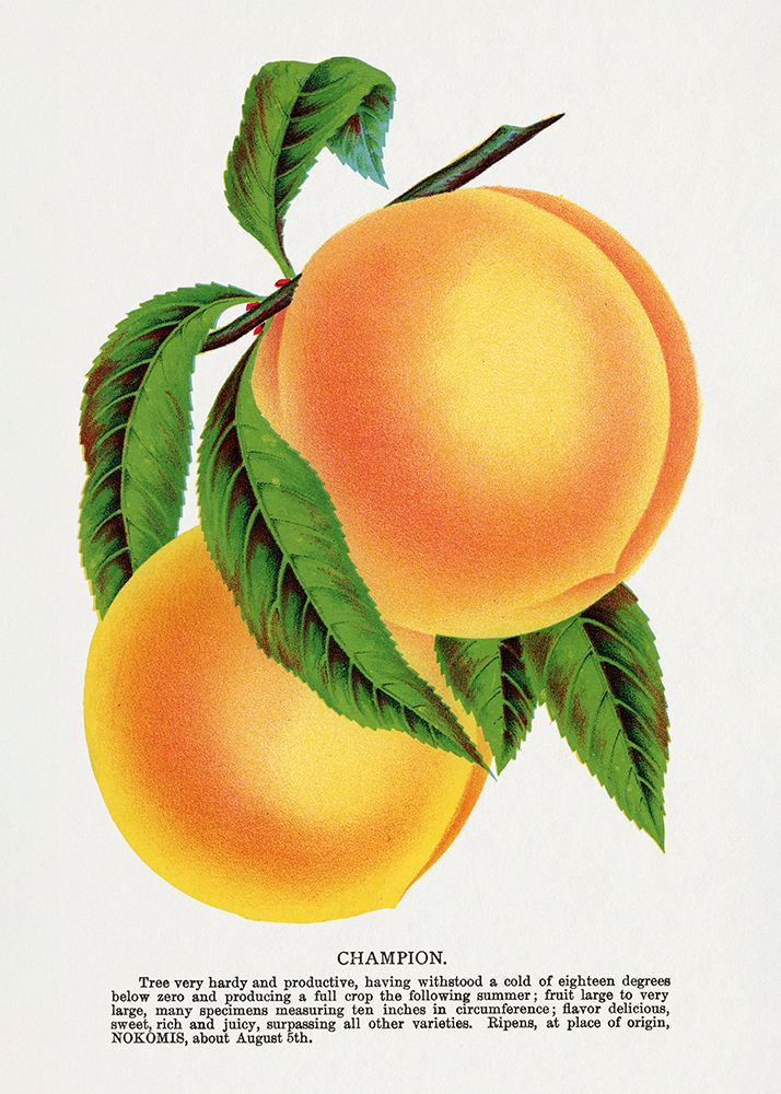 Champion Plum Lithograph art print by Botanical Specimen Rochester for $57.95 CAD