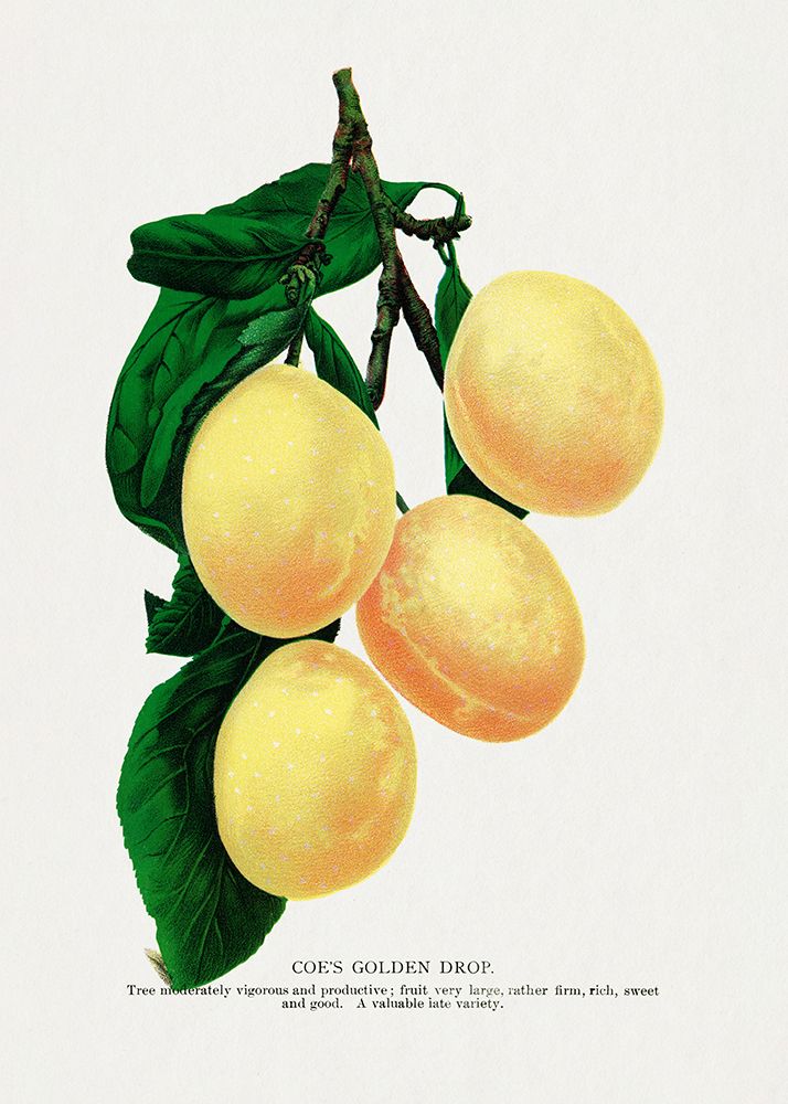Golden Drop Plum Lithograph art print by Botanical Specimen Rochester for $57.95 CAD